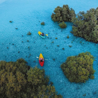 Jubail-Mangrove-Park,-Abu-Dhabi